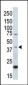 MAPK1 Antibody (C-term)
